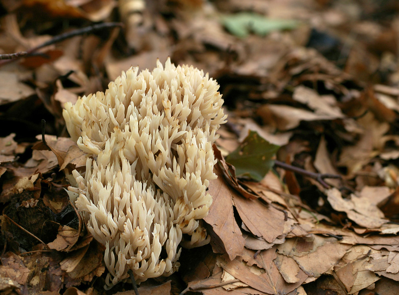 Clavulina corallides